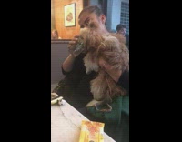 Brown Dog Drinks Water Out of Cup at Restaurant Table