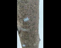 Group of small white bugs on a thin tree