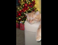 Orange cat sleeping on recliner