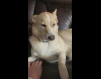 Girl comforts large brown white dog couch