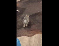 Cute bunnies has zoomies, runs around the office 