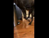 Black dog face inside of closed trashcan 