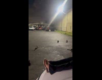 Woman talk to cats at parking lot