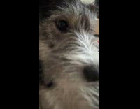 Dog pushes away camera while filming video