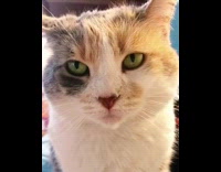 Grey orange white cat with green eyes 