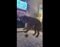 Dog jumps to catch toy fails
