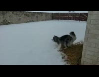 Guy watches husky dog play in snow 