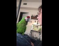 Collab BitchMP - Green bird copies everything girl does 