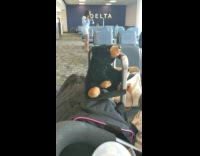 Woman blue dress tiktok dance delta airlines