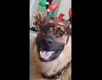 Collab ClipsIG - Dog wears a Christmas outfit with lights