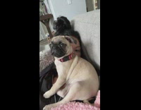 Pug Puppy Sits on Top of Ladys Chest