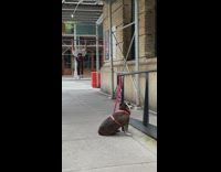Dog waits while guy exercises on sidewalk 