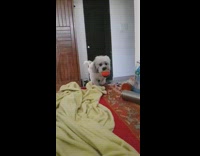 Dog toy ball in mouth jumps bed 