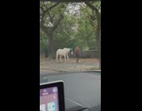Woman walking horse wearing teal mask on street by park