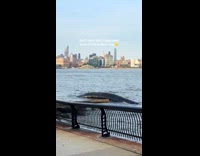 Woman sees fiber optics cable floating in hudson river