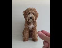 Brown white dog gets haircut guy snaps 