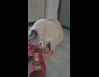 Cat sniffing hoomans sandals