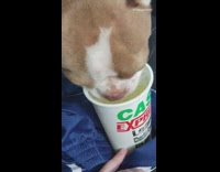 Brown dog eats frozen treat cup car