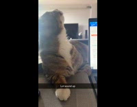 Cat helps its human with her work 