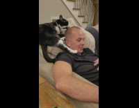 Cat licks mans bald head