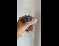 Holding fat grey hamster in hand 