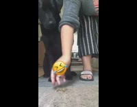 Large black dog fruit snack challenge drool 