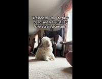 Dog plays dead dramatic