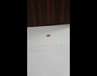Cockroach walk around in circles on tile floor
