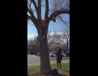 Collab Allfails - Orange Shirt Guy Attempts Backflip Off Tree Lands On Side