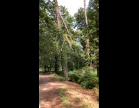 Man sees hanging wishbone like stick