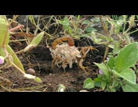 Brown scorpion with baby scorpions on back 