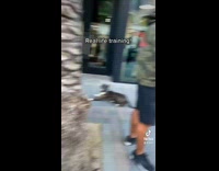 Collab dogIG_default - Line of dogs lie down on the sidewalk with the trainer