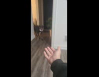 Guy call dog to fetch him a beer