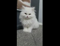 White cat falls asleep on couch cushion 