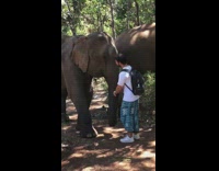 Guy poses with elephant 