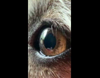 Dog eyes dilating while staring at window