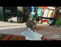 Run meme, cat turns around and rubs head against camera