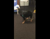 Dog press button that says get a grip