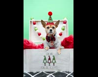 Dog sleeps in reality Christmas photoshoot 
