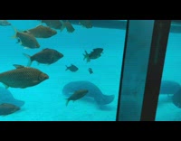 Fishes and manatees swimming at aquarium