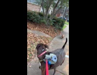 Big dog scared of wiener dog 