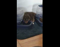 Small brown puppy dog falls asleep on water dispenser bowl