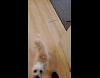 Puppy stands at filmer licks middle finger