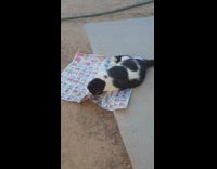Black white cat playing on top of grocery advertisement paper