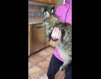 Cat carried by owner dances in kitchen