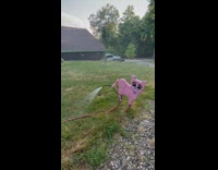 Pig sign holds hose in grass outside
