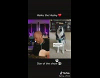 TikTok duet man play guitar with auto tuned dog