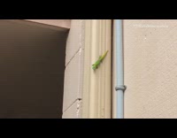 Small green gecko on wall outside 