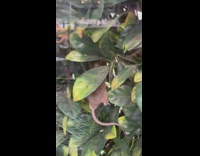 Rat climbs up plant leaves 