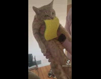 Cat refuses to let go of sponge guy holds it 